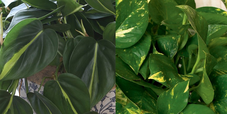 Heart Leaf Philodendron vs Pothos